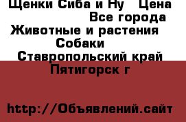 Щенки Сиба и Ну › Цена ­ 35000-85000 - Все города Животные и растения » Собаки   . Ставропольский край,Пятигорск г.